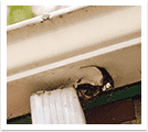 Unnamed 20250602t144644785 | Discount Seamless Gutters